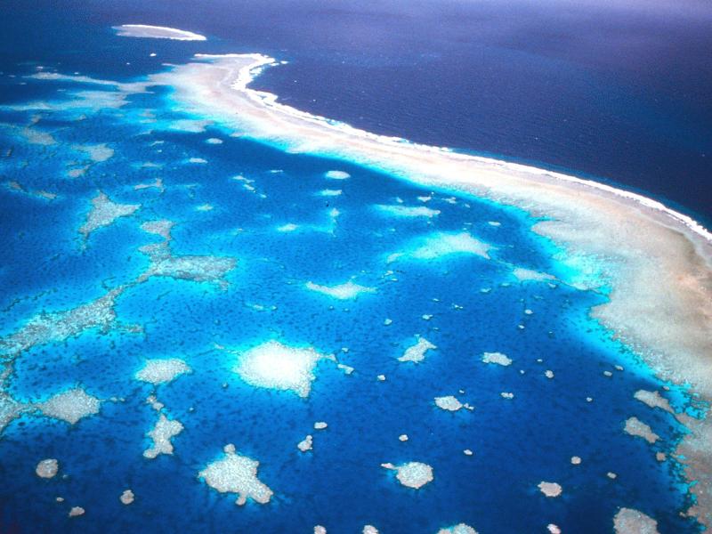 Alarm am Great Barrier Reef wegen massiver Korallenbleiche