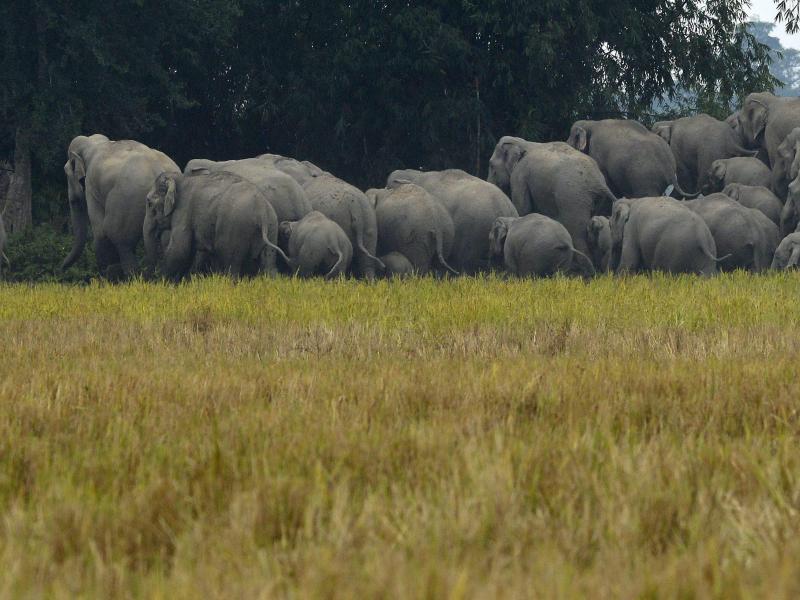 Elefanten trampeln fünf Menschen tot