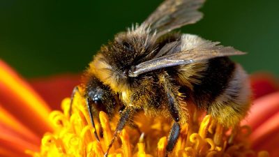 Hummel empfindlicher als Bienen – als wichtiger Bestäuber vom Klimawandel bedroht