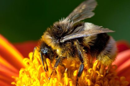 Hummel empfindlicher als Bienen – als wichtiger Bestäuber vom Klimawandel bedroht