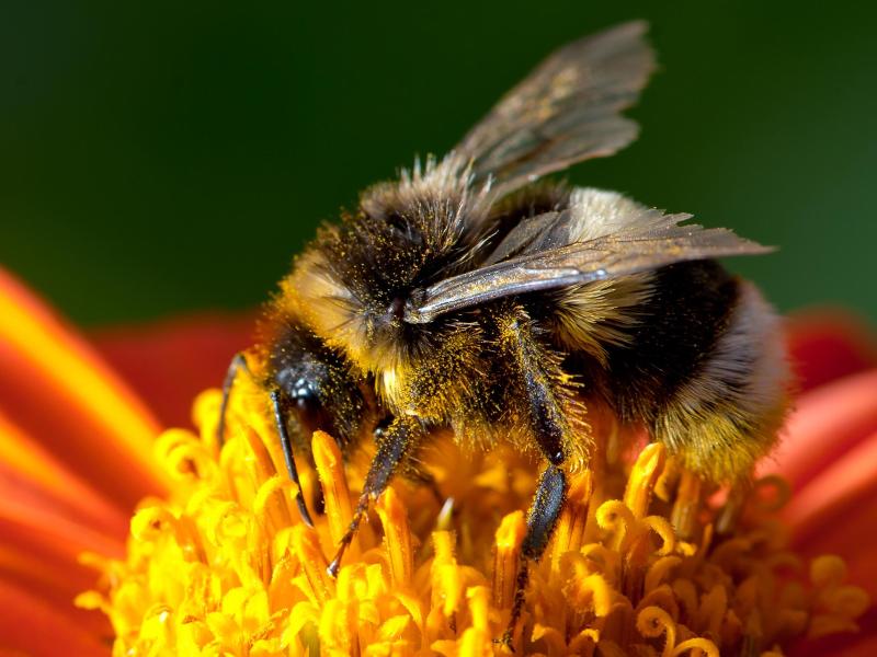Hummel empfindlicher als Bienen – als wichtiger Bestäuber vom Klimawandel bedroht