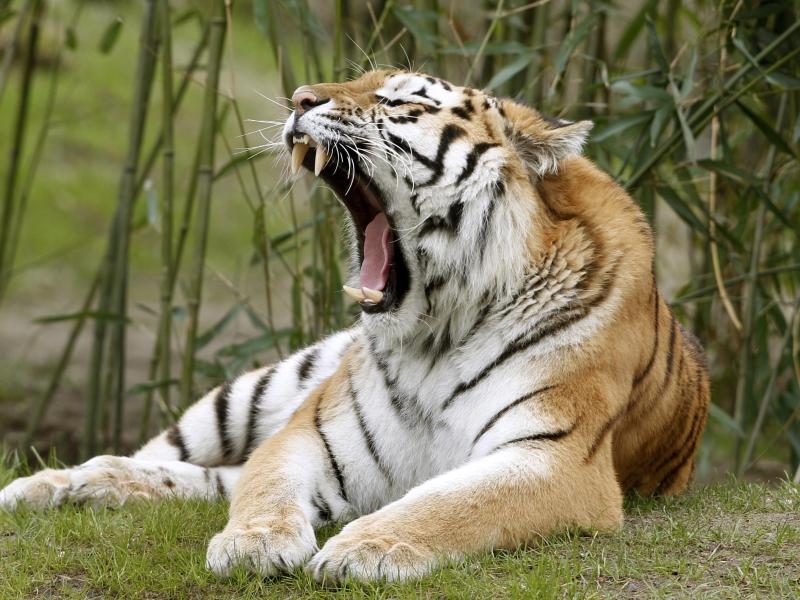 Menschenfressende Tigerin in Indien nach wilder Jagd getötet