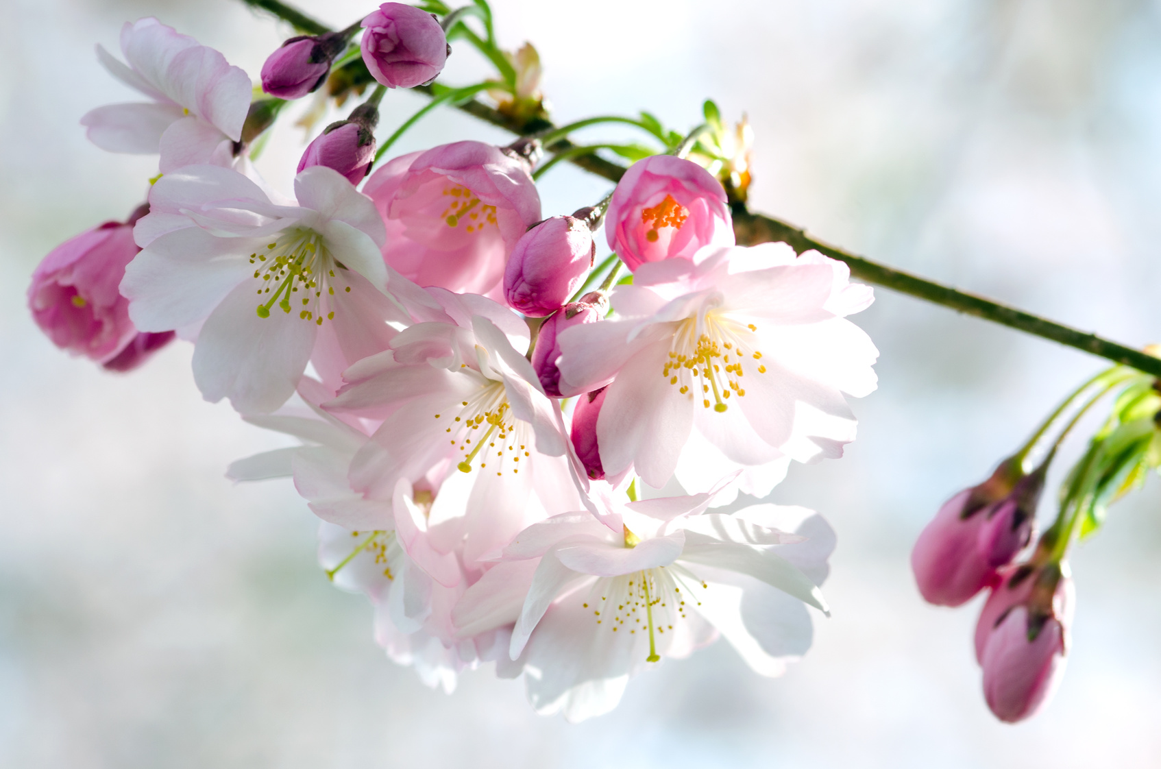 Berlin Marzahn: Asiatische Kultur auf der Kirschblütenwiese erleben