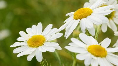 Länger leben mit Kamillentee