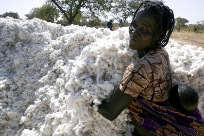 5 Millionen Nigerianer lehnen Monsantos GMO Baumwolle und Mais ab