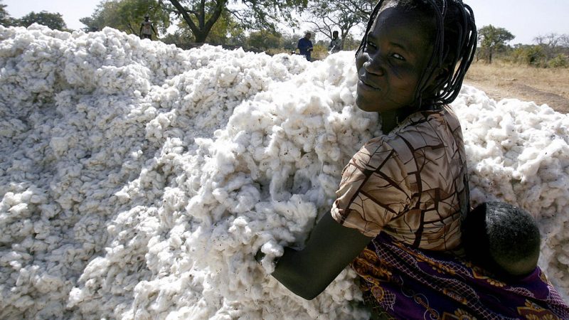 5 Millionen Nigerianer lehnen Monsantos GMO Baumwolle und Mais ab