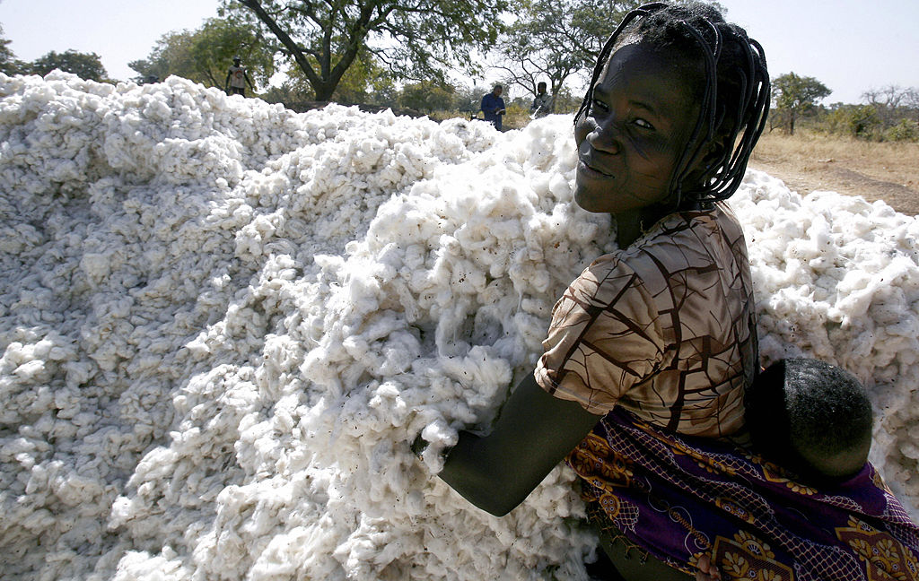 5 Millionen Nigerianer lehnen Monsantos GMO Baumwolle und Mais ab