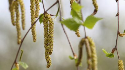 Allergien: Birken, Möhren, Soja, Kern- und Steinfrüchte – der Körper reagiert oft gleich