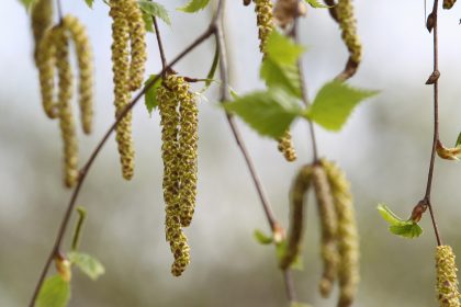 Allergien: Birken, Möhren, Soja, Kern- und Steinfrüchte – der Körper reagiert oft gleich
