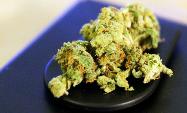 Bundesverwaltungsgericht: Schmerzpatient darf Cannabis anbauen