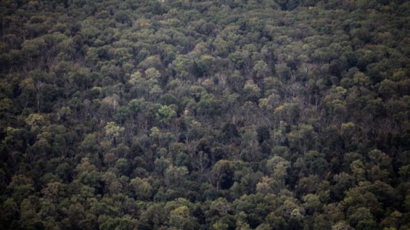 Überraschung im Wald: Bäume tauschen untereinander Kohlenstoff aus