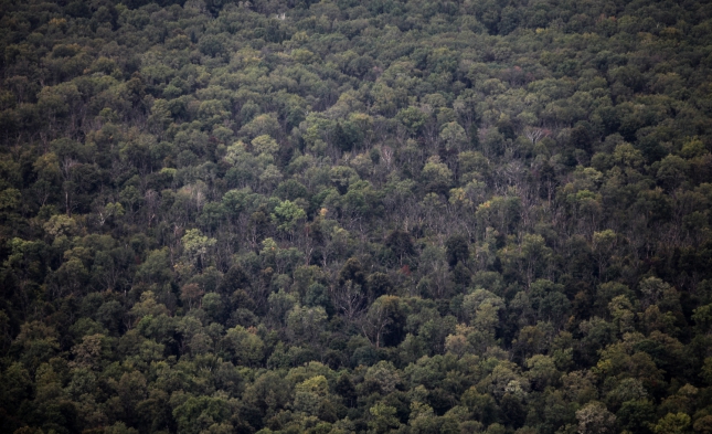 Überraschung im Wald: Bäume tauschen untereinander Kohlenstoff aus