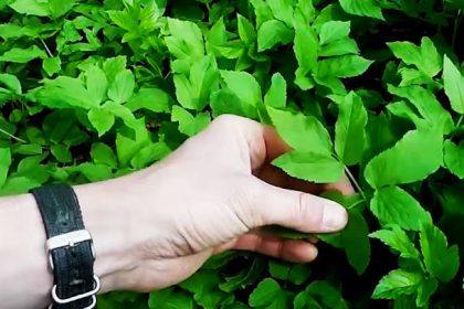 Diese Gierschsalbe hilft bei verspannten Muskeln und Bandscheibenvorfall (+VIDEO)