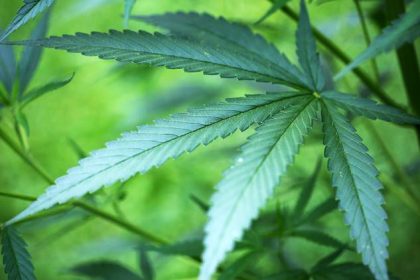 Eine Reise zwischen Parallelwelten: Cannabis hilft gegen Krebs (+VIDEO)
