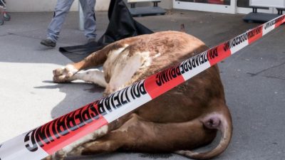 Bulle in Supermarkt erschossen