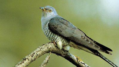 Kuckuck kommt oft zu spät – Viele Vögel brüten früher