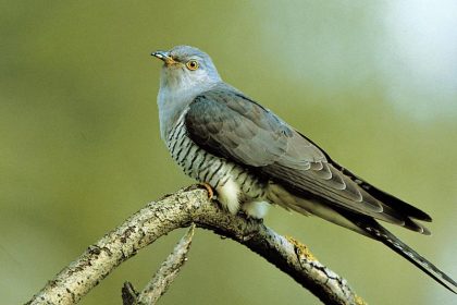 Kuckuck kommt oft zu spät – Viele Vögel brüten früher