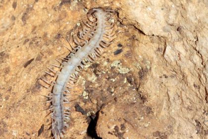 Gespenstischer Drachentausendfüßer in Höhle entdeckt