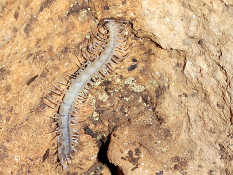 Gespenstischer Drachentausendfüßer in Höhle entdeckt
