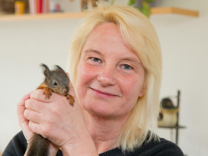 Eichhörnchen-Findelkindern kann geholfen werden