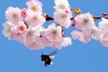 Hummeln haben ‘Stinkefüße’ und nutzen diesen bei der Nektarsuche