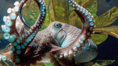 Aquarium feiert ausgebüxten Kraken „Inky“ als Genie