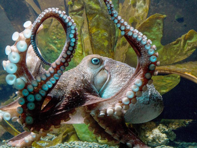 Aquarium feiert ausgebüxten Kraken „Inky“ als Genie