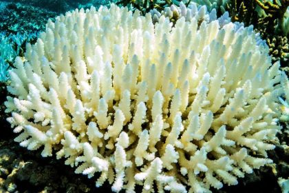 Über 1000 Kilometer betroffen – Das große Korallensterben am Great Barrier Reef