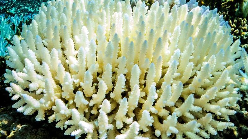 Gegen Bleiche: Labor-Korallen für das Great Barrier Reef