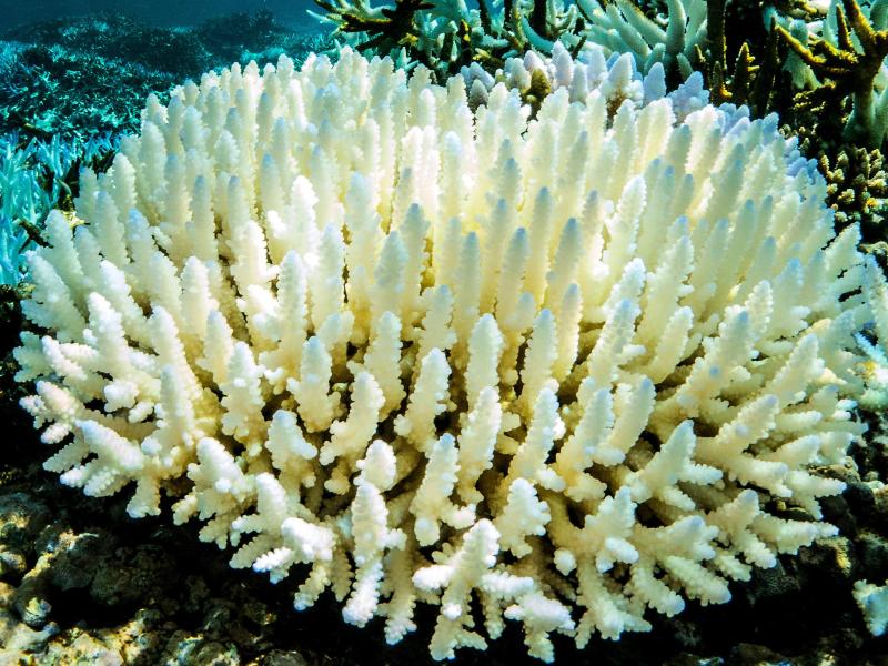 Gegen Bleiche: Labor-Korallen für das Great Barrier Reef