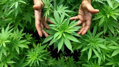 Schwerkranke schwören auf die heilende Wirkung: Erste legale Marihuana-Farm in Australien