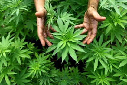 Marihuana-Konsum: Erhöhter THC-Wert verstärkt psychische Probleme