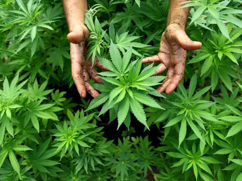 Schwerkranke schwören auf die heilende Wirkung: Erste legale Marihuana-Farm in Australien