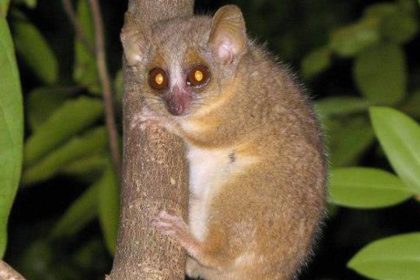 Drei neue Affenarten auf Madagaskar nachgewiesen