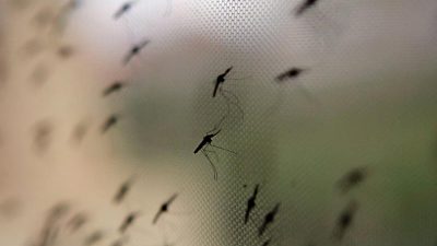 Weltgesundheitsorganisation (WHO) meldet Erfolge im Kampf gegen Malaria