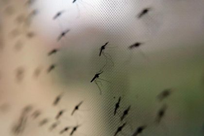 Weltgesundheitsorganisation (WHO) meldet Erfolge im Kampf gegen Malaria