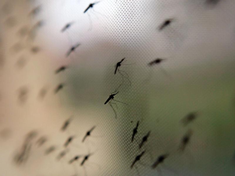 Weltgesundheitsorganisation (WHO) meldet Erfolge im Kampf gegen Malaria