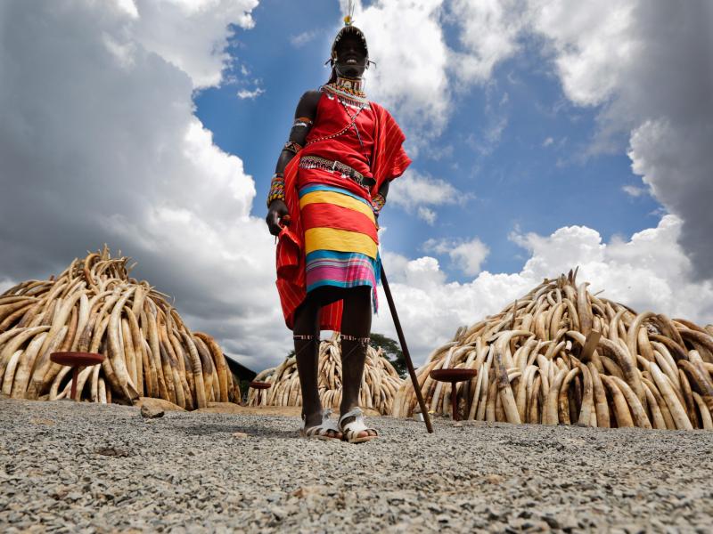 Kenia verbrennt über 100 Tonnen Elfenbein