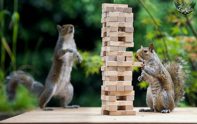 Was tun Eichhörnchen, wenn keiner hinsieht? Sie sammeln Vorräte für den Winter, aber vorher …