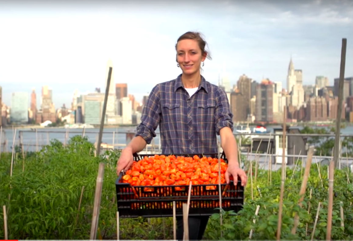 „Eine Stadt macht satt“ – Gemüse von den Dächern Brooklyns (+Videos)