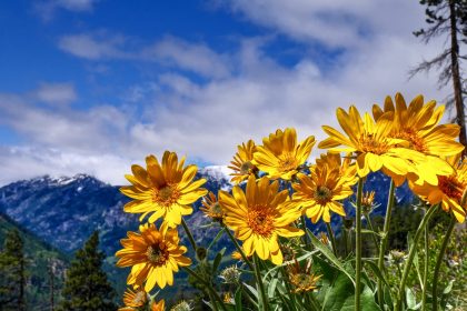 Alternativen zu Ibuprofen: Die Natur hat diese Pflanzen vorgesehen
