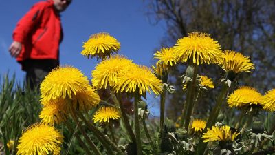 Löwenzahnwurzeln effektiver als Chemotherapie?