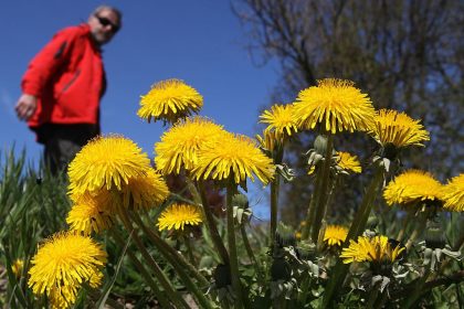 Löwenzahnwurzeln effektiver als Chemotherapie?