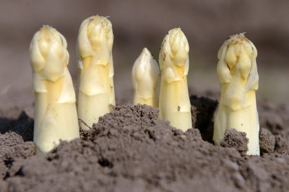 Spargel hebt die Stimmung, ein lustvoller Genuss!