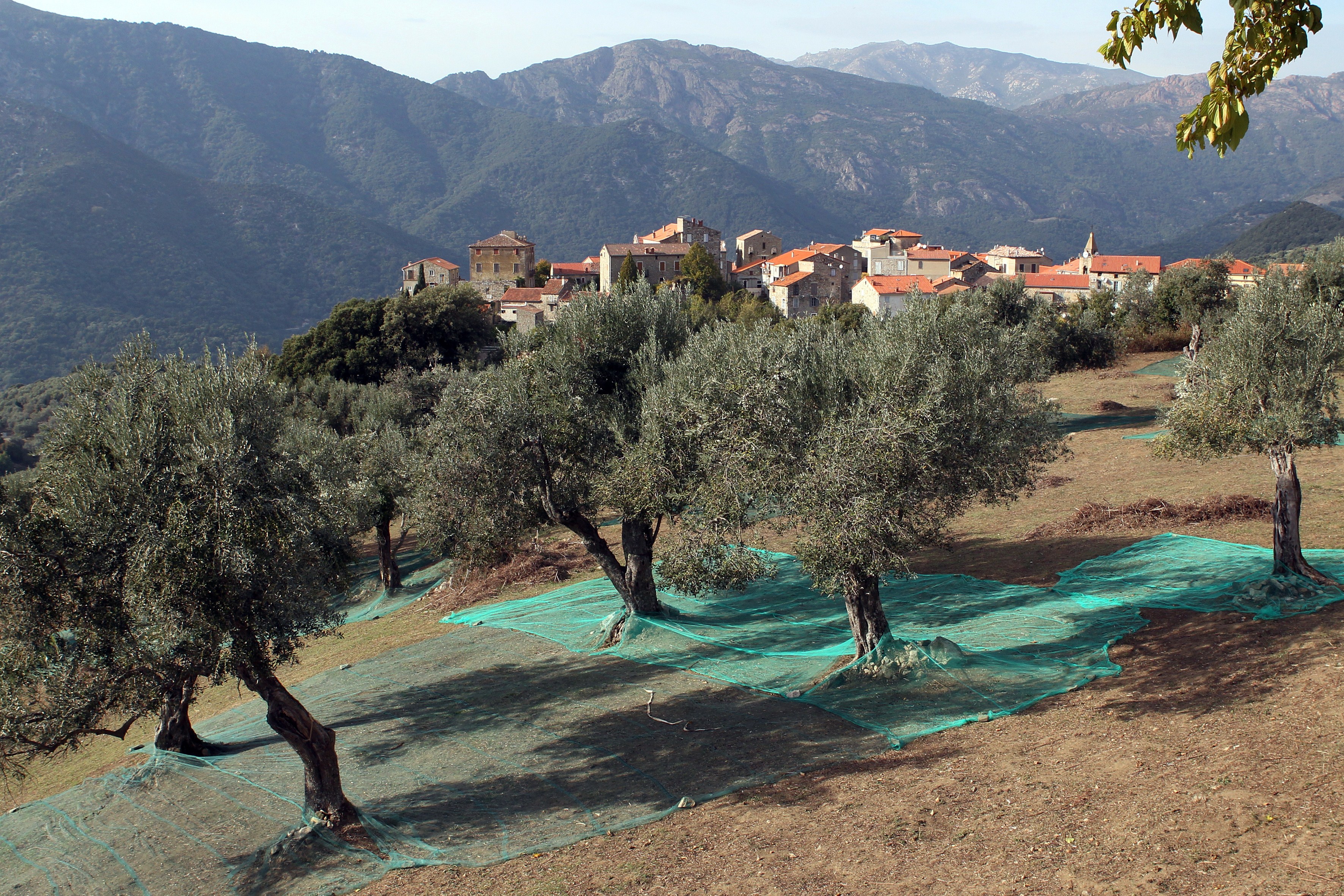 Olivenölproduktion in Frankreich mit schwacher Ernte 2016/17