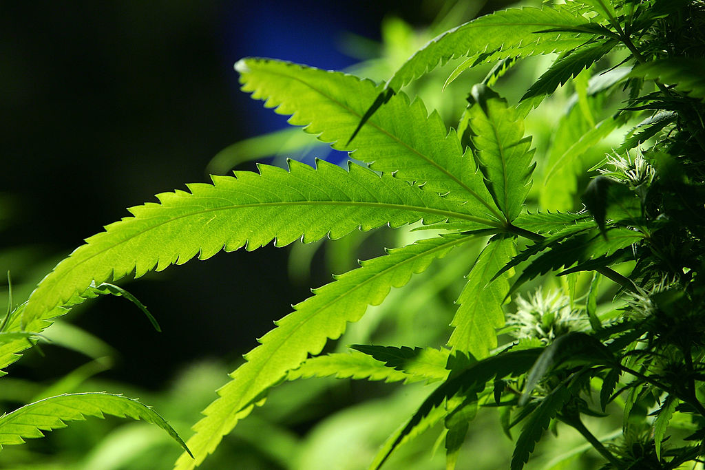Medizinischer Cannabis: Ab 2019 soll in Deutschland angebauter Medizinalhanf zur Verfügung stehen