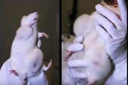 Willkommen in Tumor Town: Ratten bekommen schreckliche Tumore von GMO-Futter und Glyphosat