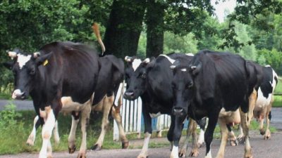 Milchkrise: Union prüft Millionen-Hilfen für Landwirte