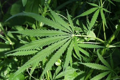 Gesundheitsminister Spahn lässt Cannabis aus den Niederlanden importieren