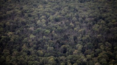 Grundbesitzer: Preise für Wald haben sich verdoppelt